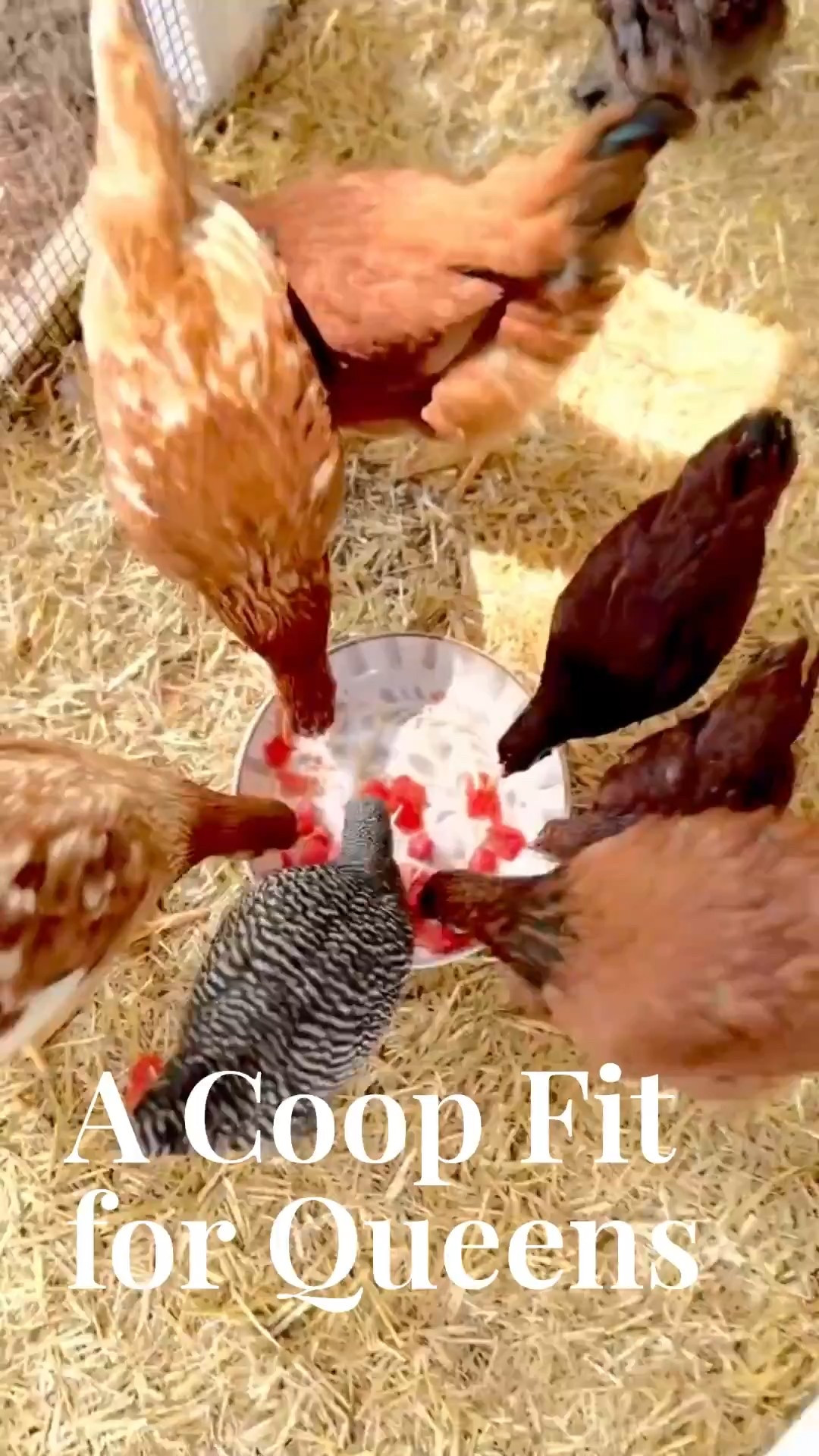 ✨ Yes, even a chicken coop can feel cozy. With warm wood touches, soft landscaping, and a clean finish, this design makes outdoor living feel elevated.

Do you want to bring our dreamy Modern Classic style interior design into your own home? 🏡 You’re in luck! Reserve our Online Interior Design packages today -> https://porcheandco.com/edesign ✨ We can’t wait to work with you & design your home with #porcheandco

#porcheandco #modernclassicinteriors #farmhousemodern #backyardliving #chickencoopdesign #neutraldecor #timelessstyle #homedecorinspo #modernclassicstyle #outdoordesign



#LTKdayinmylife #LTKHome #LTKvlog