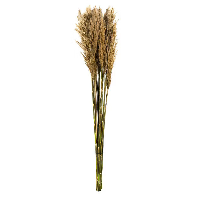 Vickerman all Natural Plume Reed Bundle, Preserved | Target