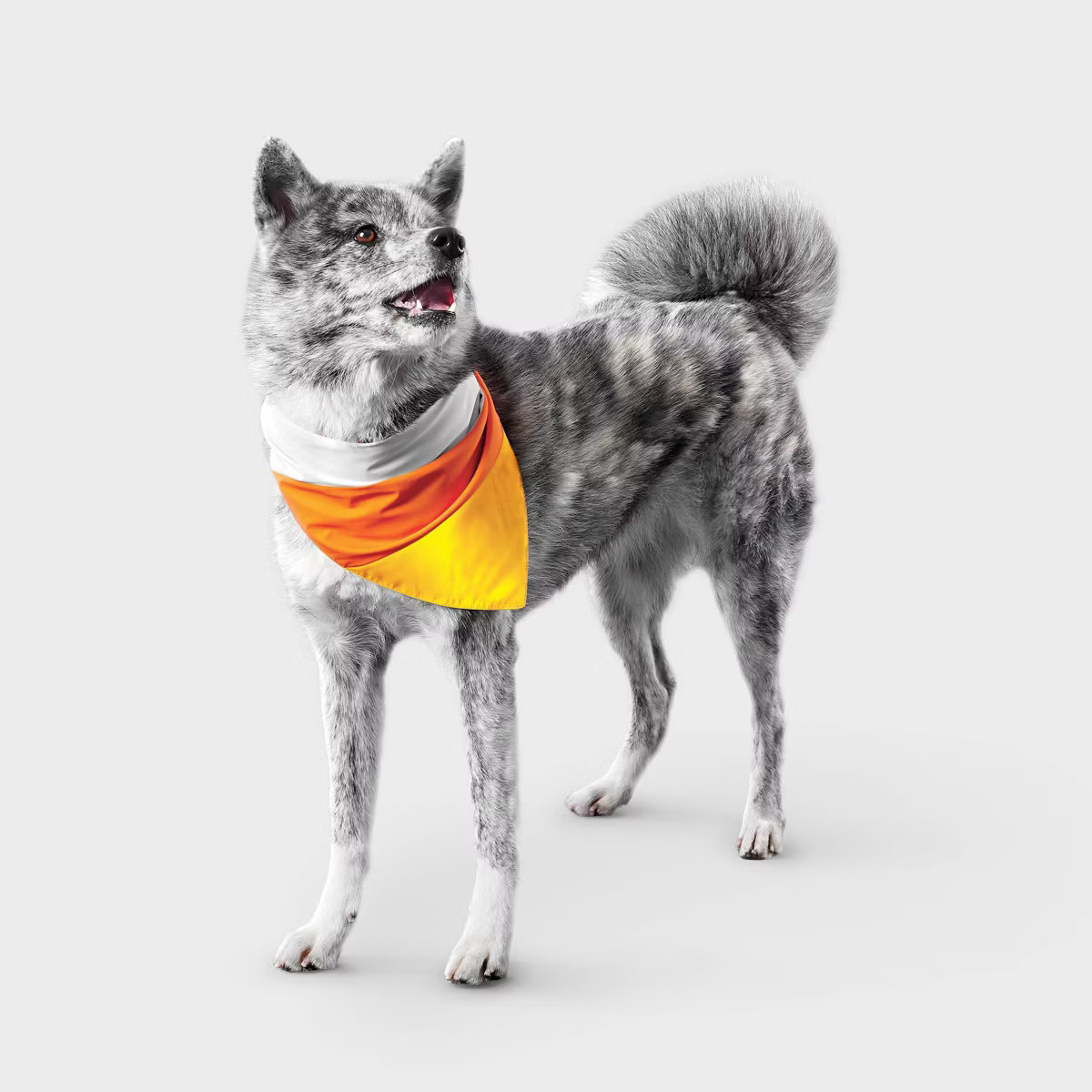Reflective Candy Corn Costume Dog Bandana - Boots & Barkley™ One Size Fits Most | Target
