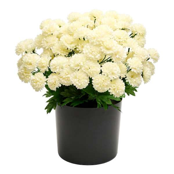 White Mum Arrangement, 16" | At Home