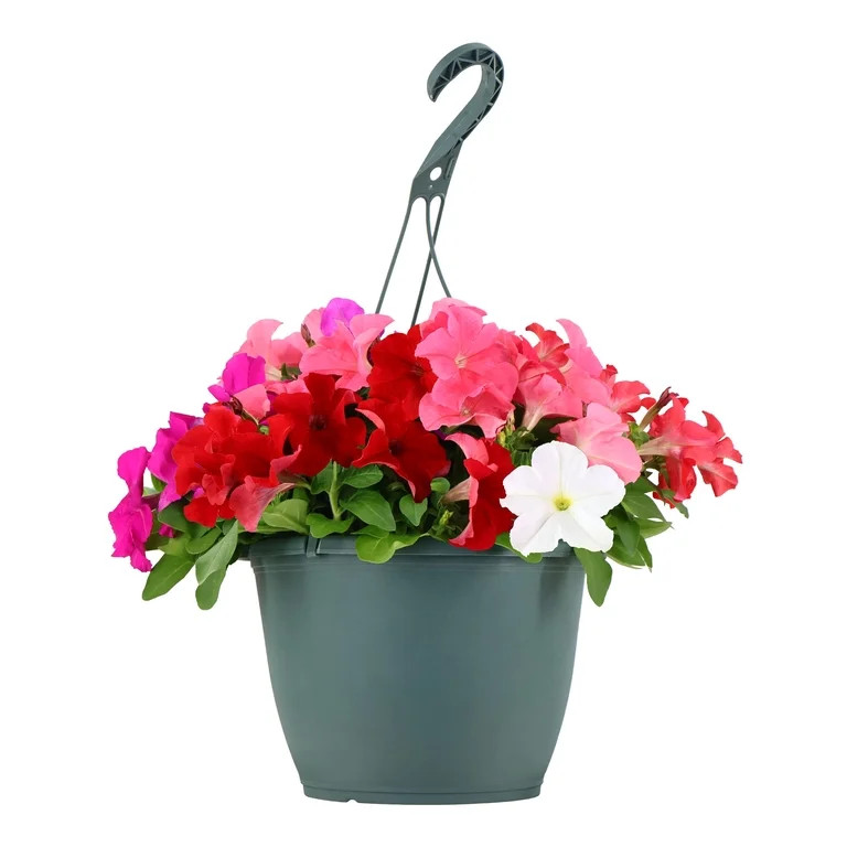 Expert Gardener 15" Multicolor Petunia Mix Live Plants in 7" Hanging Basket Full Sun | Walmart (US)