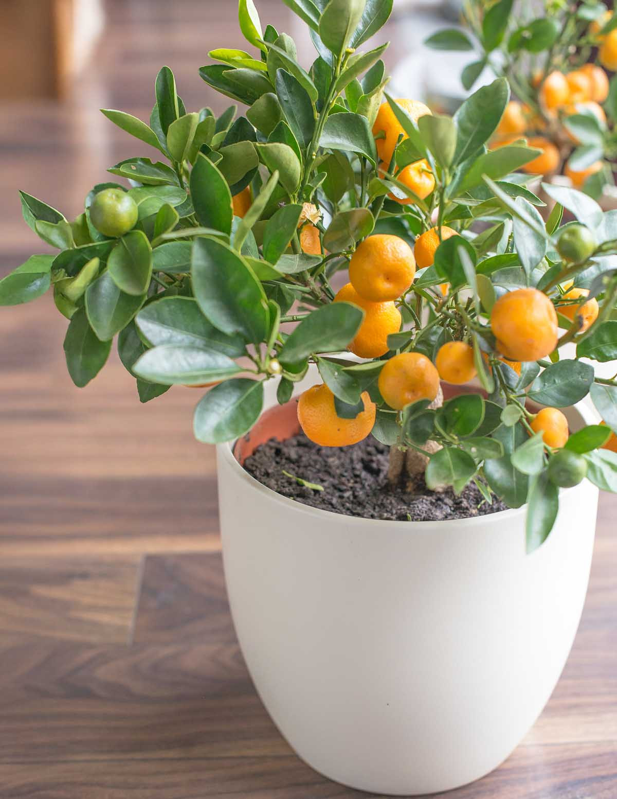 California Honey Mandarin Tree | The Sill