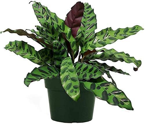 American Plant Exchange Live Calathea Rattlesnake Lancifolia Plant, Plant Pot for Home and Garden... | Amazon (US)