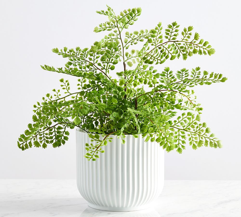 Faux Maidenhair Fern | Pottery Barn (US)