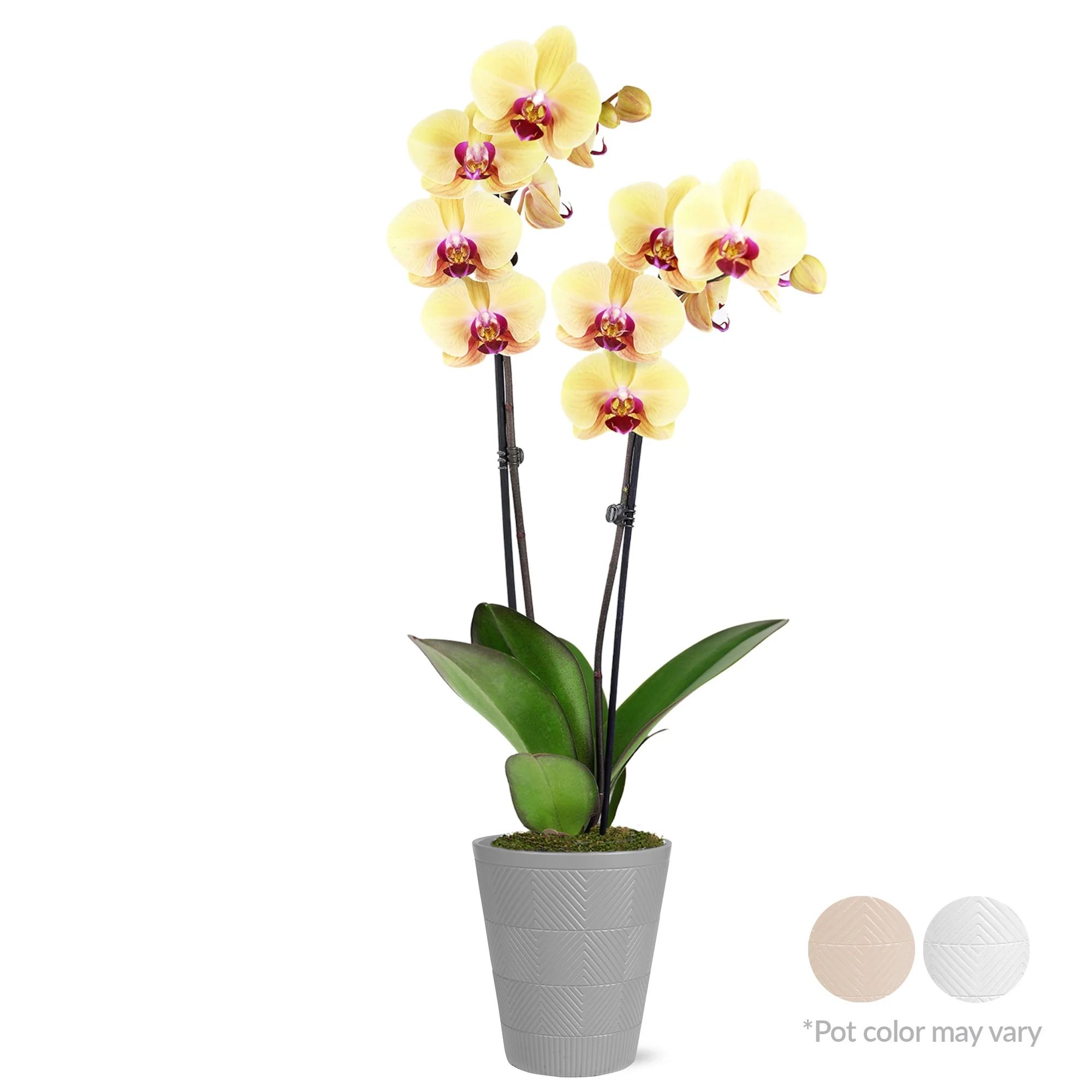 Just Add Ice Live Plant 16-30" Tall Premium Yellow Orchid in 5" Decorative Clay Pot | Walmart (US)