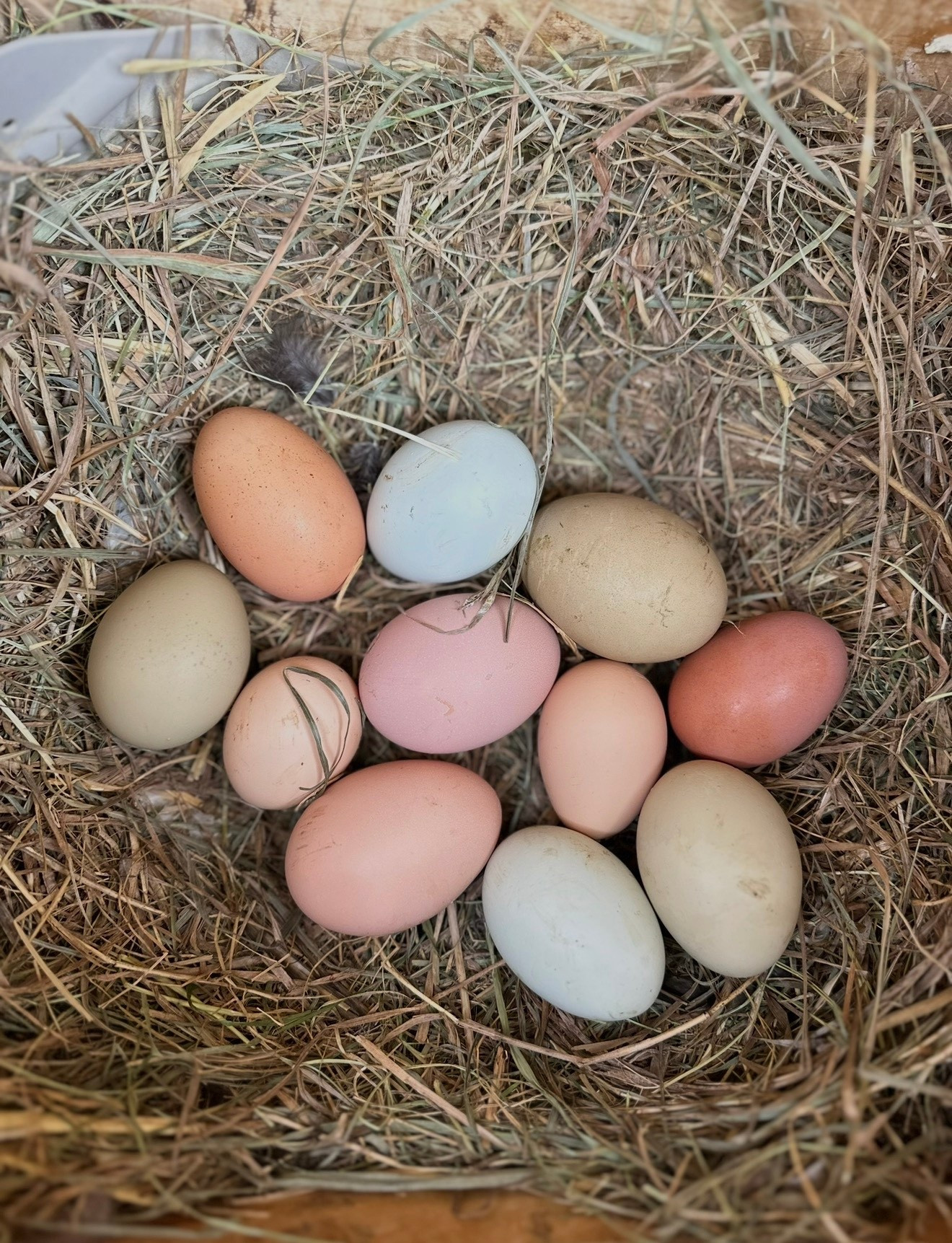 Thinking about selling your chicken eggs? Here are my essentials.

#chickens #backyardchickens #chickeneggs

#LTKHome