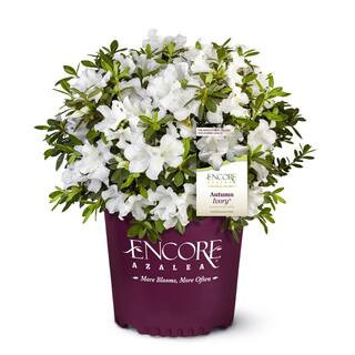 ENCORE AZALEA | The Home Depot