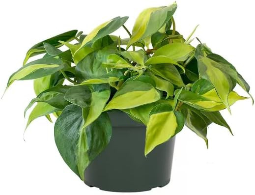 American Plant Exchange Philodendron Brasil, 6-Inch Pot, Chartruse Variegated Foliage, Easy to Ca... | Amazon (US)