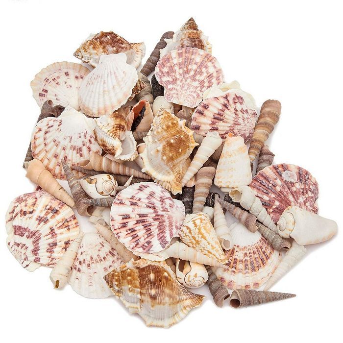 Juvale 70 Piece Mixed Sea Shells for Beach Decor, DIY Arts & Crafts, Up to 3" | Target
