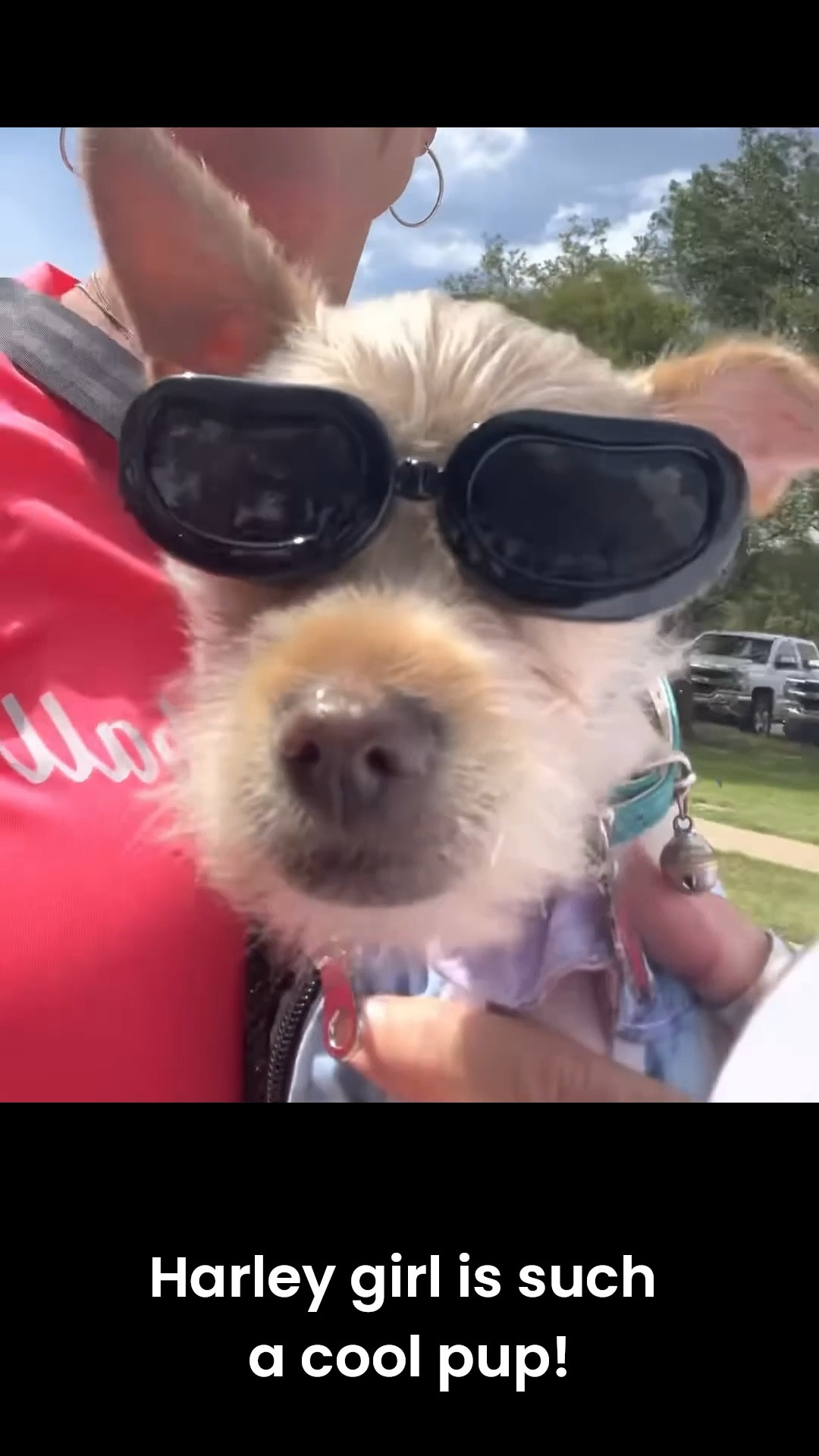 When your riding buddy shows up looking cooler than you! Goggles on, ears flapping, and loving every second of the ride. She’s got the biker attitude down! 🏍️🐶✨
#coolpup

#LTKPets