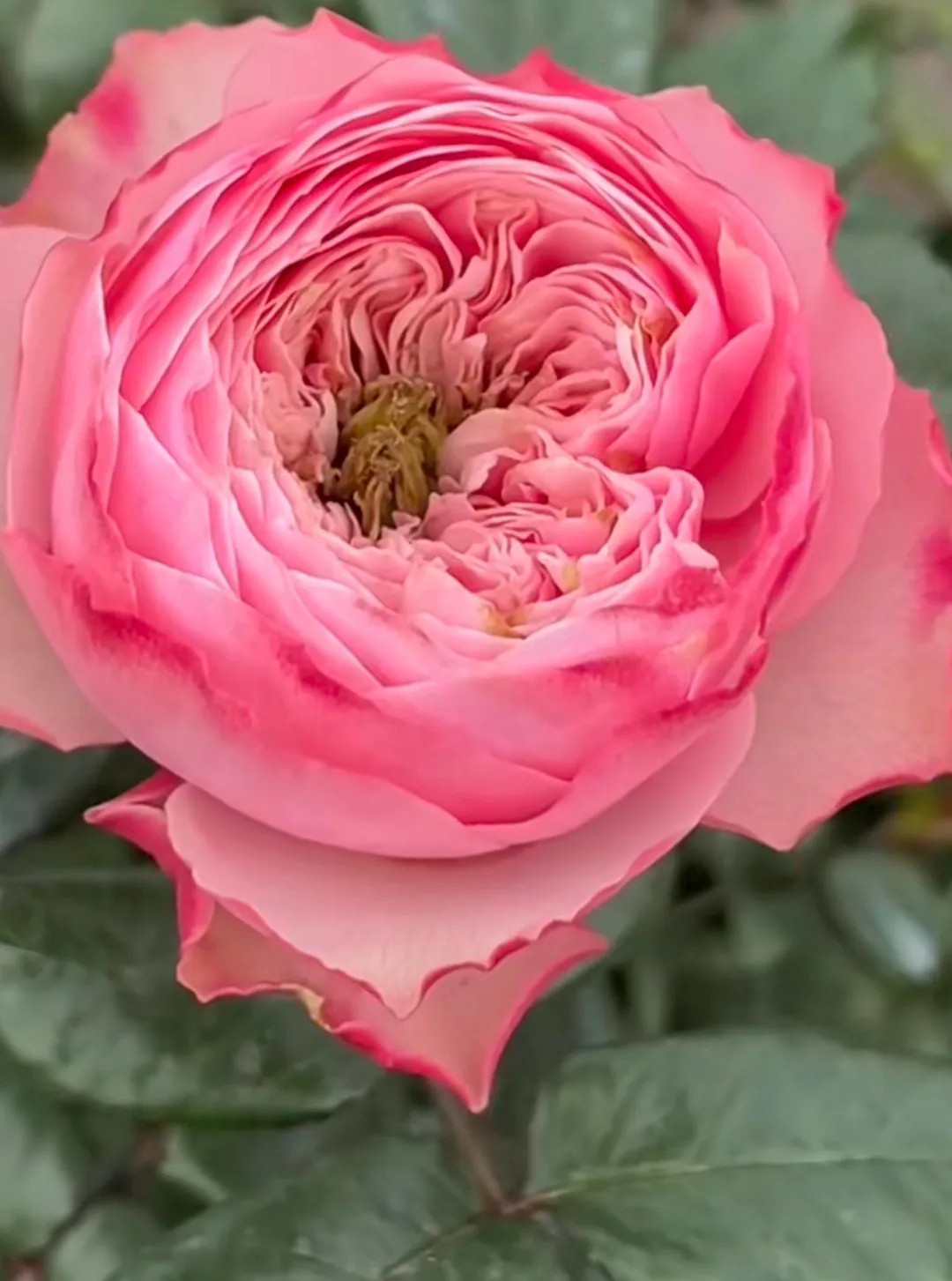 Northanger Abbey — Rare Rose Live Plant — Vintage Mauve Pink Romantic Cottage Garden Shrub ... | Etsy (US)