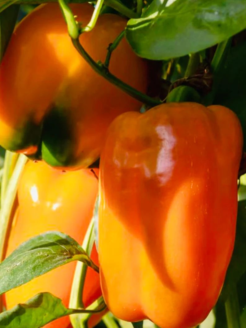 Sweet Orange Valencia Pepper Seeds. Heirloom. Nongmo. Orange - Etsy | Etsy (US)