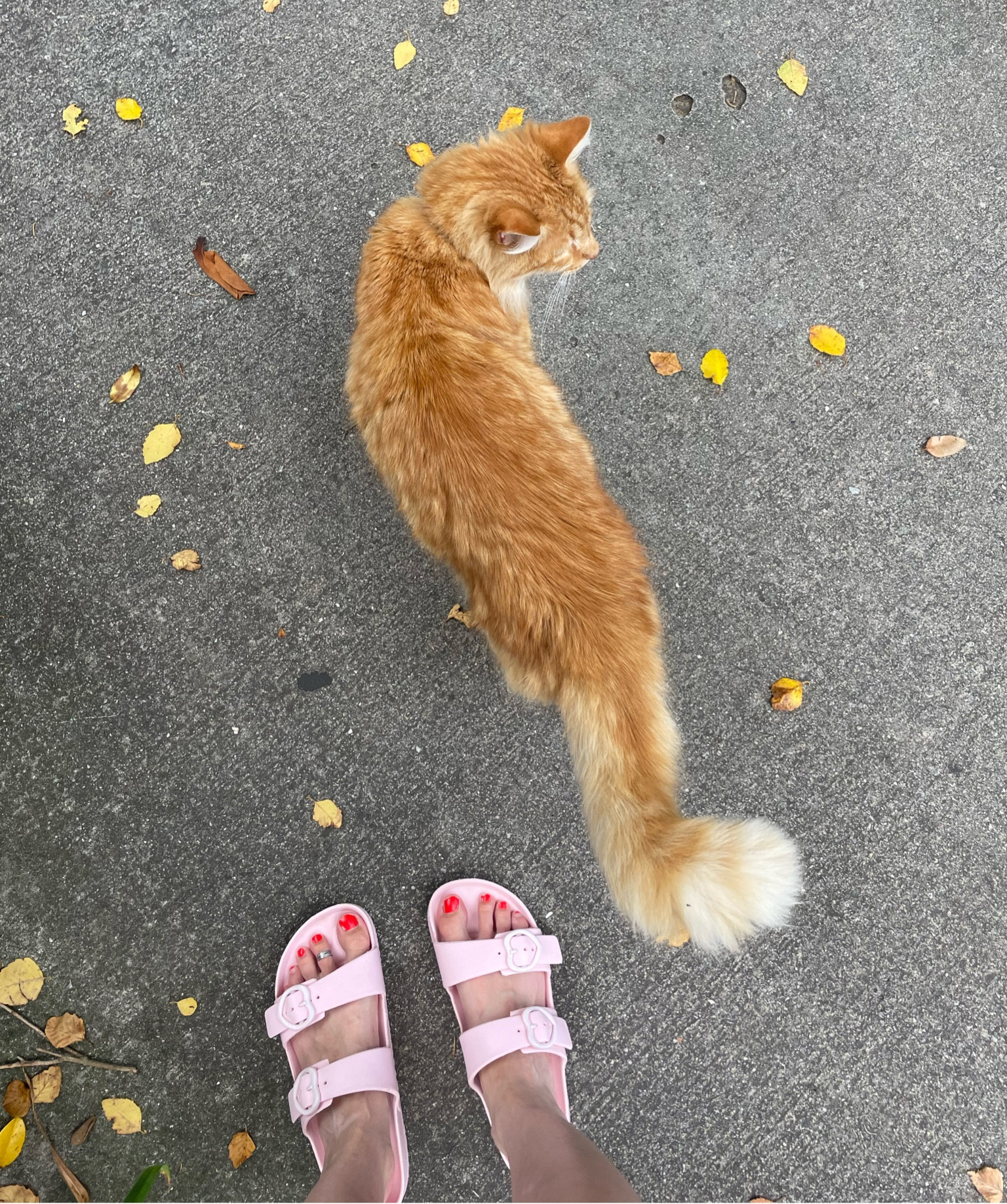 My favorite beach/pool shoes - these $10 target Birkenstock looks for less! 
.
Summer outfit waterproof sandals beach vacation target finds 

#LTKshoecrush #LTKSeasonal #LTKfindsunder50