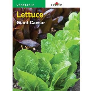 Burpee Lettuce Giant Caesar Seed-66664 - The Home Depot | The Home Depot