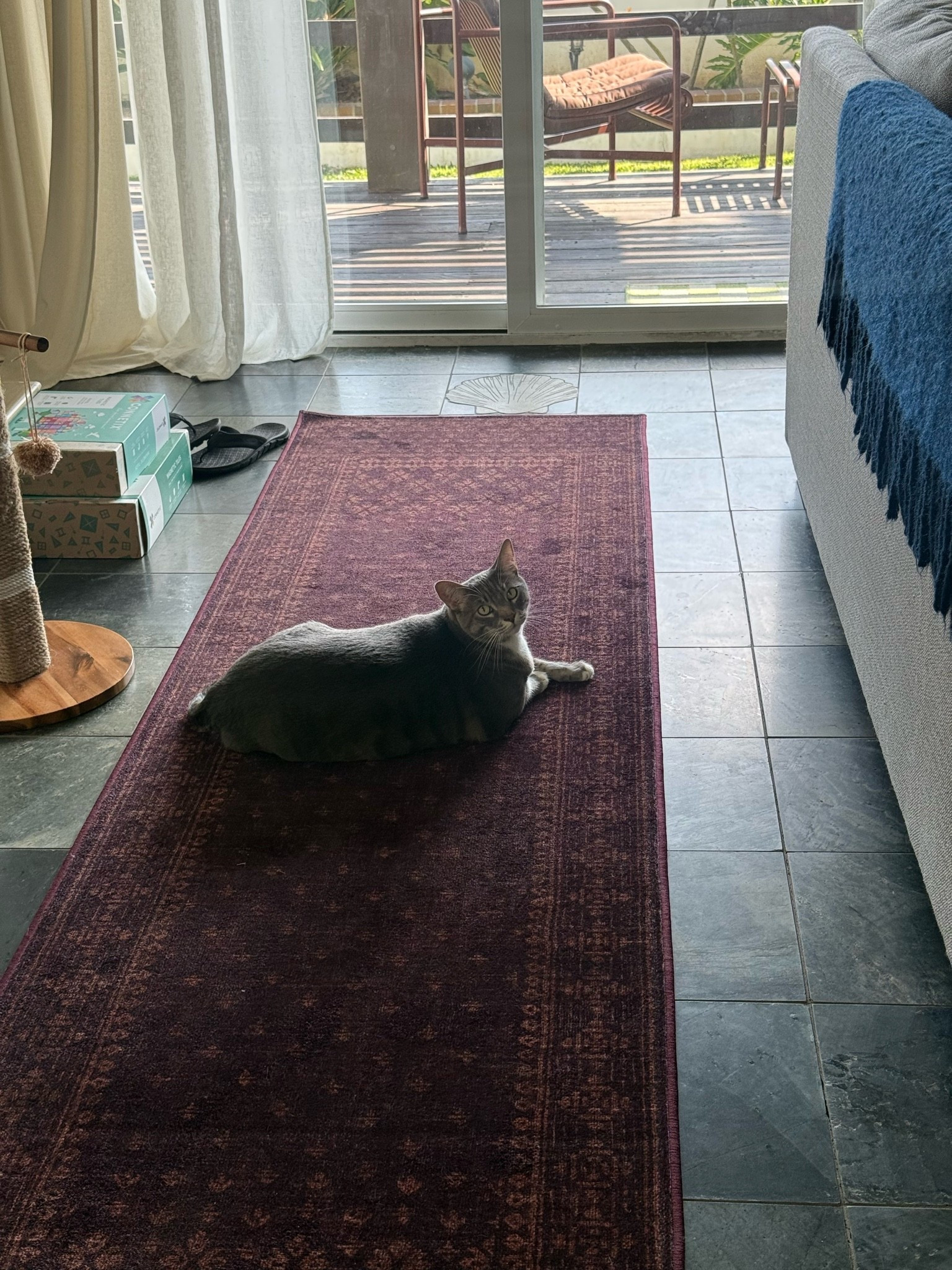 Our favorite washable rug (cat not included)