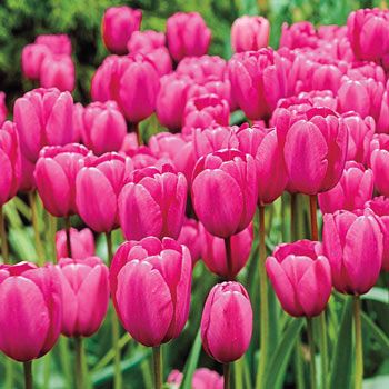 Pink Impression Tulip | Brecks