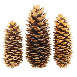 Sugar Pinecones by Ashland® | Michaels Stores