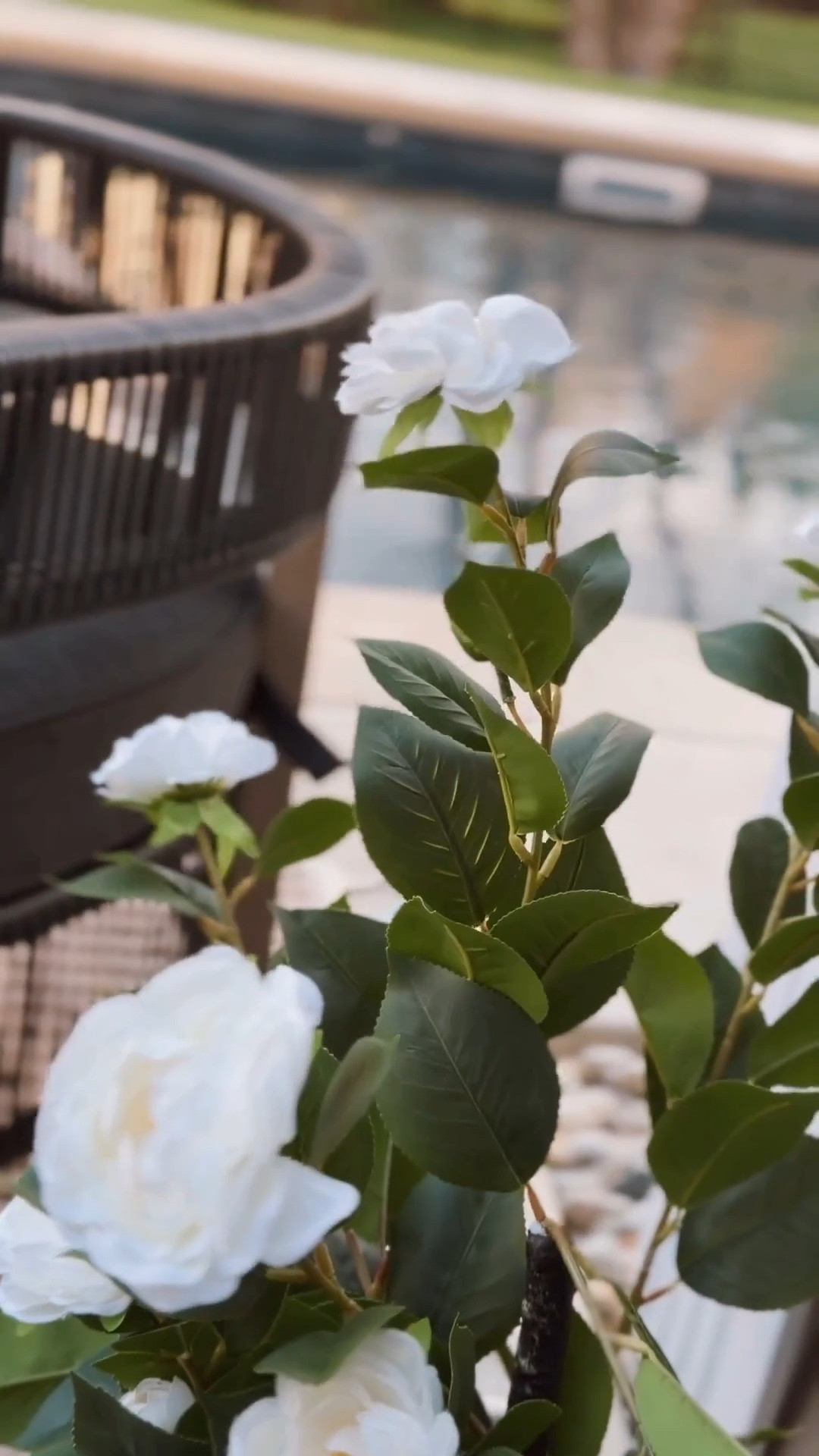Get these plants!!!! Such a hit all the neighbors are asking too 👀

Patio. Outdoor patio. Florals. Outdoor. Front porch.

#LTKSeasonal #LTKHome