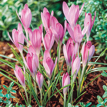 Pink Snow Crocus | Breck's | Brecks