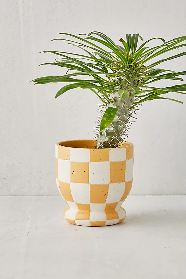 Frankie Planter | Urban Outfitters (US and RoW)