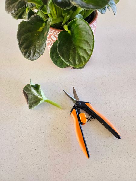 Fiskars Micro-Tip Pruning Snips have a Steel blade ideal for pruning flowers, and herbs. LOVE these! #garden #ltkhome #outdoor  #gardeningplants #gardenlife #houseplants #plants #indoorplants  #plantlover  #houseplantclub #plant #plantlife #indoorjungle #plantmom #plantaddict #plantlove 

#LTKfindsunder100 #LTKSeasonal #LTKfindsunder50