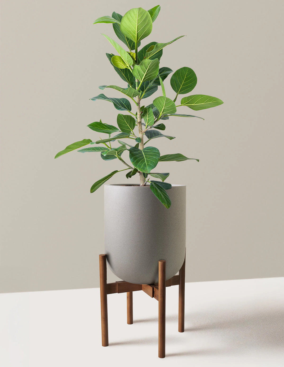Ficus Audrey Bush