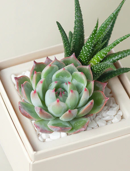 Mother's Day Glow Garden | Lula's Garden