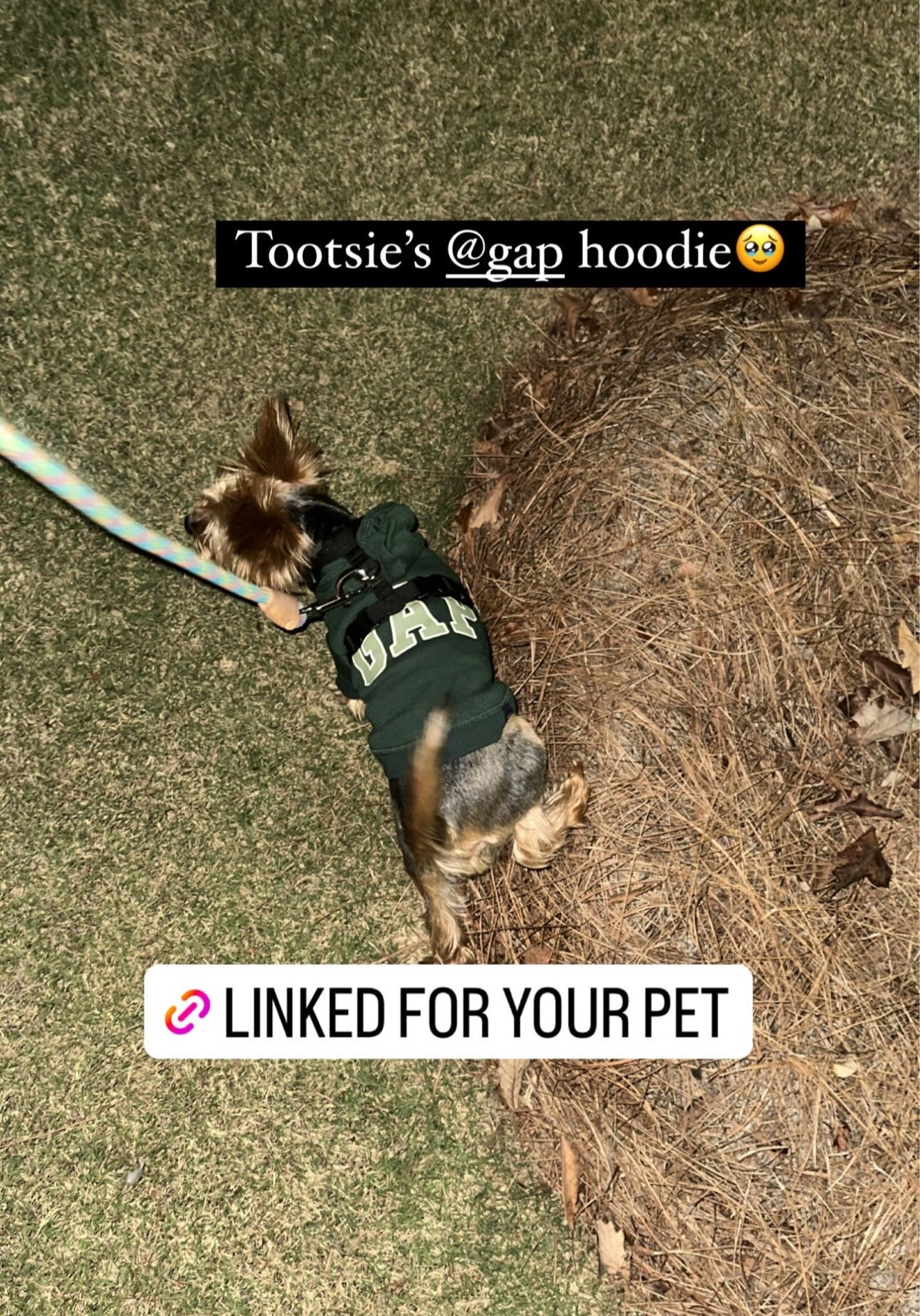 gap cat hoodie
