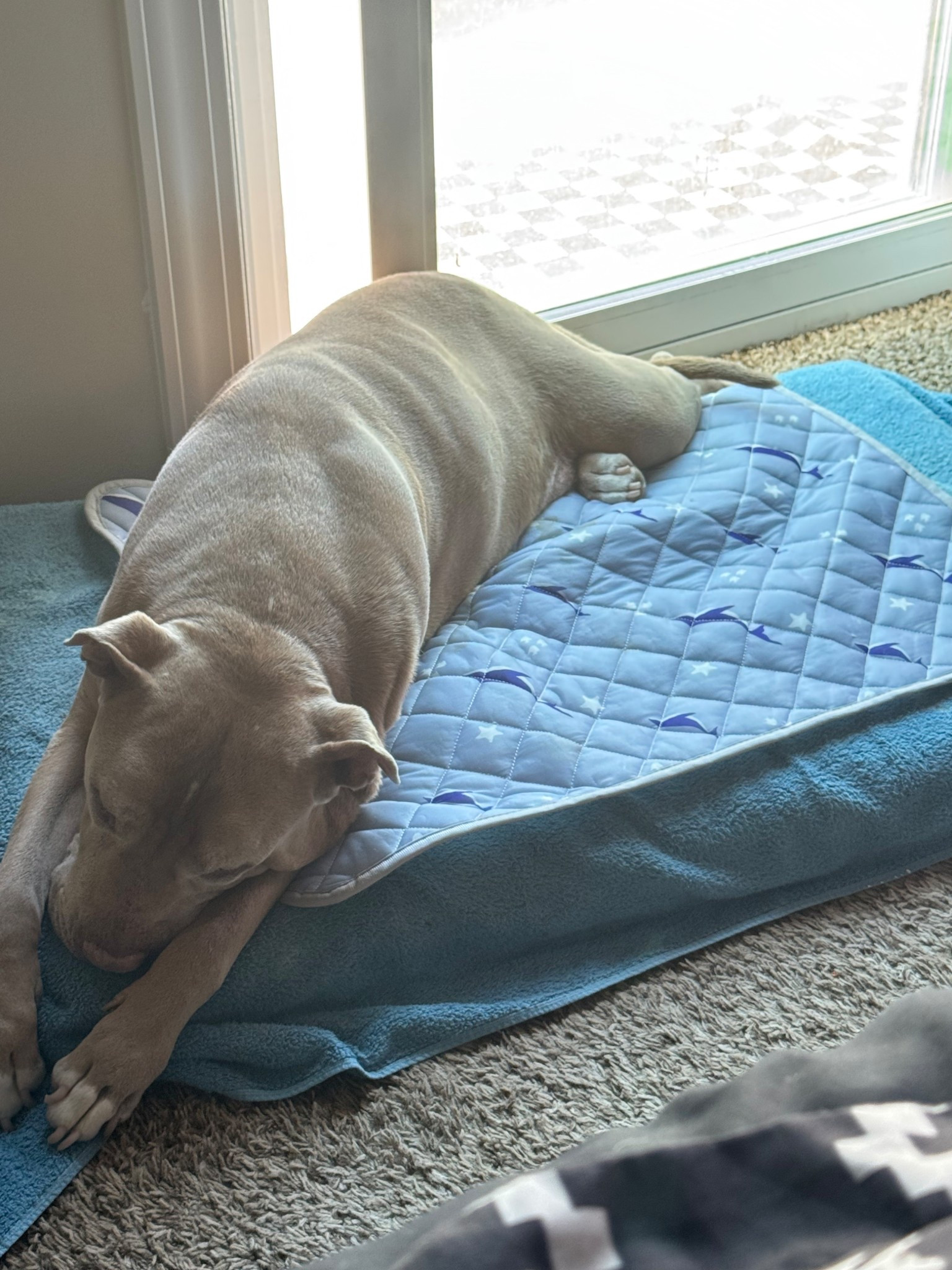 Random but I got Diesel a cooling mat for his bed and I swear……within a minute of him laying on, the boy is SNORING. If you live anywhere hot, you know how hard it can be for your pups to cool down! I chose this particular one because it is MACHINE WASHABLE! They have many different sizes to choose from and start at only $9! 

#LTKSeasonal #LTKPets #LTKSummerEdit