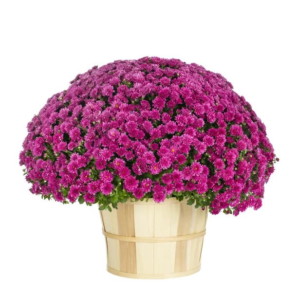 Better Homes & Gardens 2.5G Purple Mum (1 Count) Live Plant with Decorative Round Bushel Basket P... | Walmart (US)