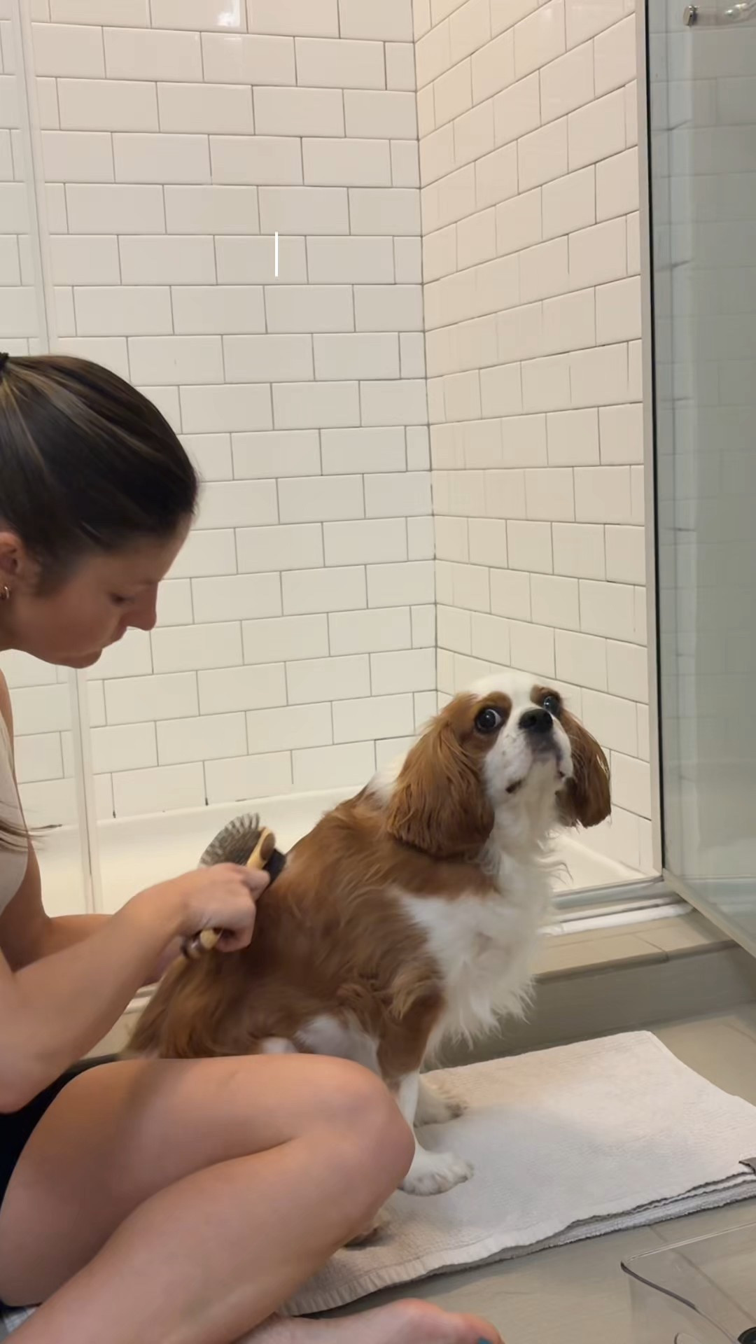 Our grooming routine for the diva #cavalierkingcharlesspaniel 

#LTKPets #LTKHome