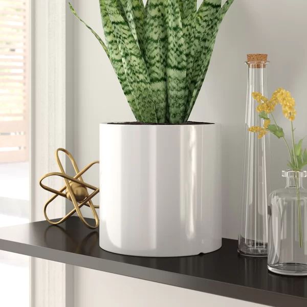 Alida Desk Top Ceramic Pot Planter | Wayfair North America