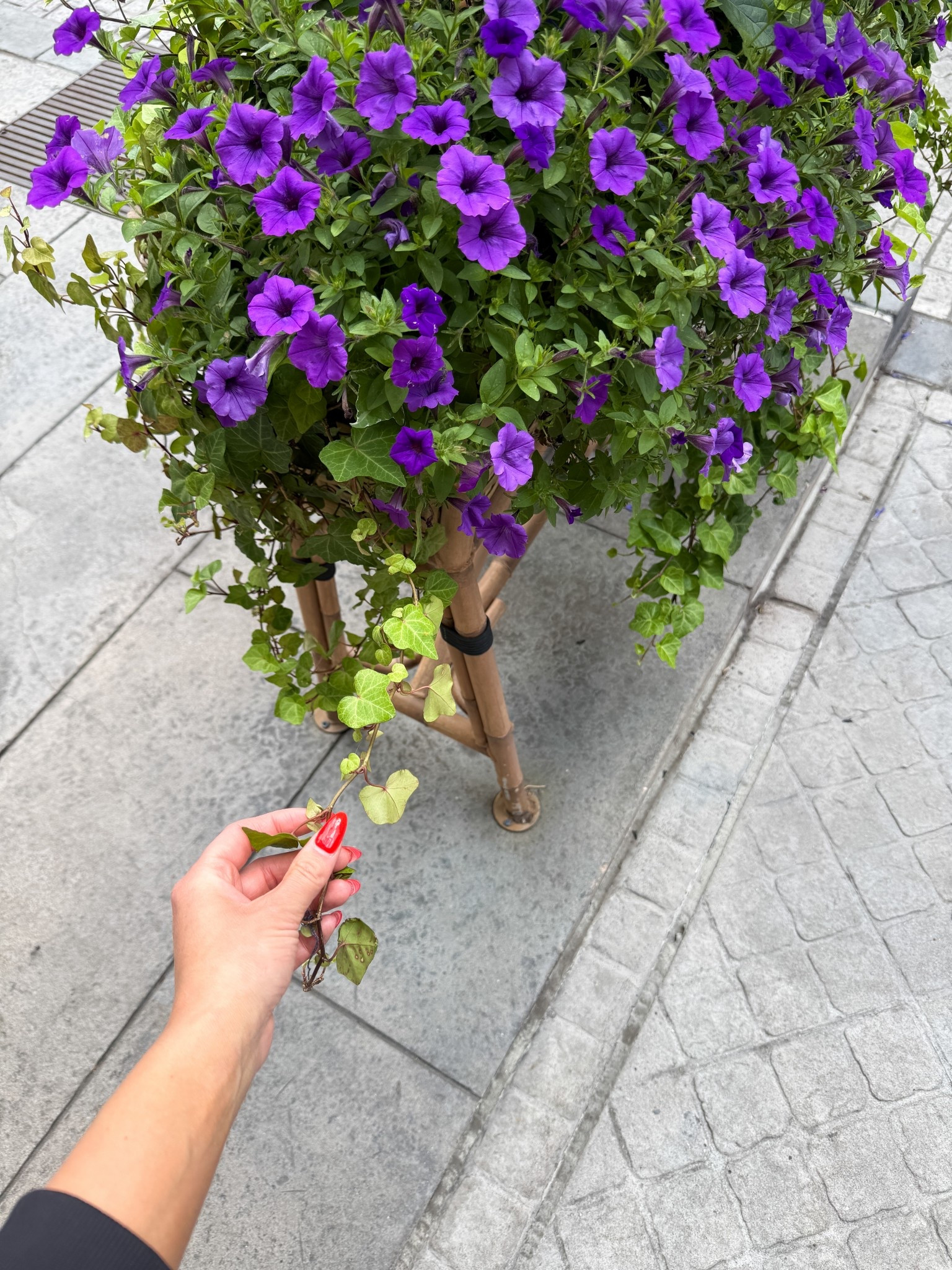 Spring is finally here! Linking some of my favorite outdoor rugs and planters.

#LTKdayinmylife #LTKHome #LTKSeasonal