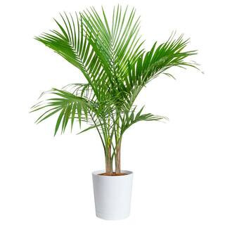Majesty Palm Indoor Plant in 10 in. Decor Pot, Avg. Shipping Height 2-3 ft. Tall | The Home Depot
