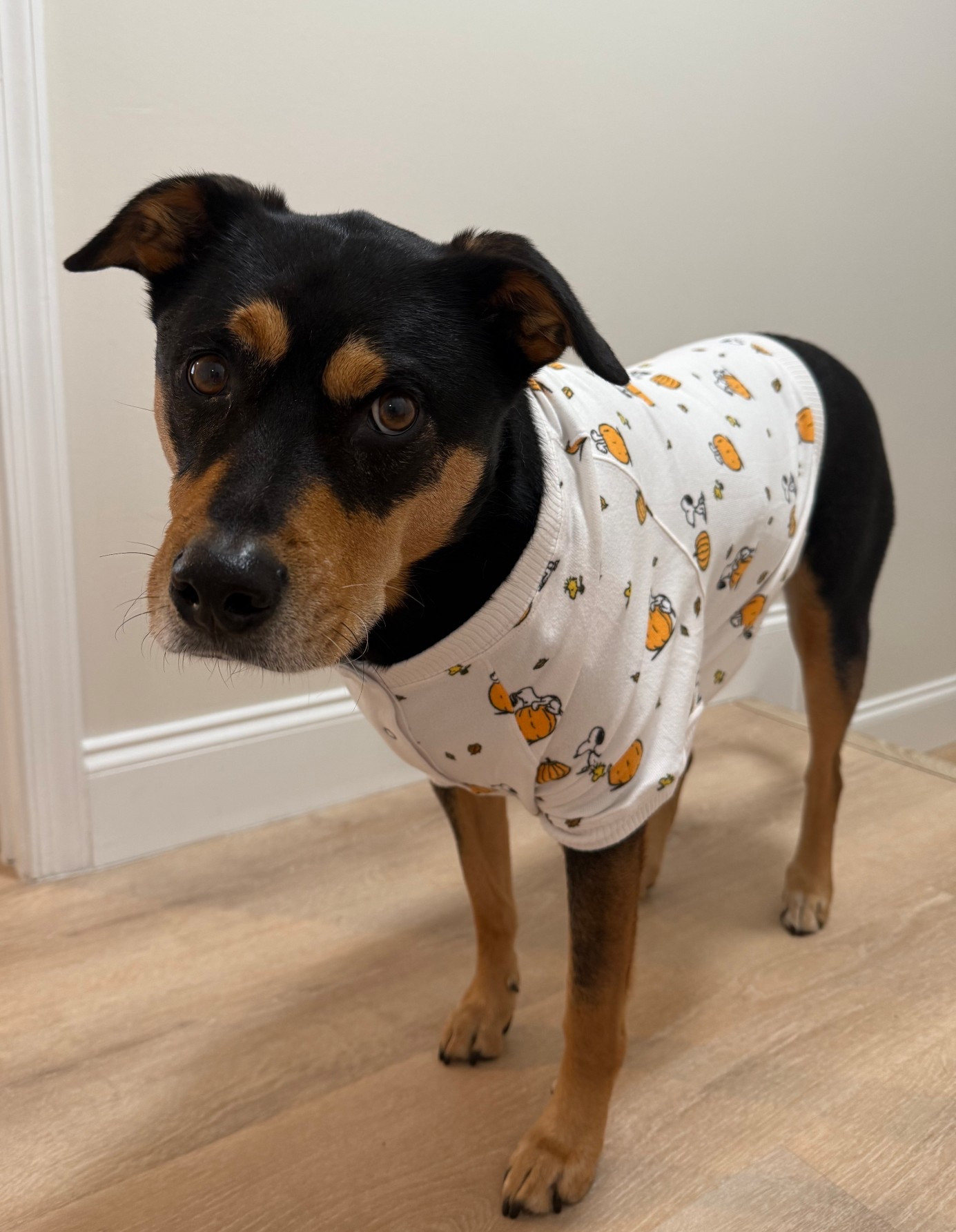 LTK Fall Sale - Matching PJs for you and your pet 

#americaneagle #ltkfallsale #halloweenoutfit #matchingpjs #fallloungewear 

#LTKSeasonal #LTKFallSale #LTKHalloween