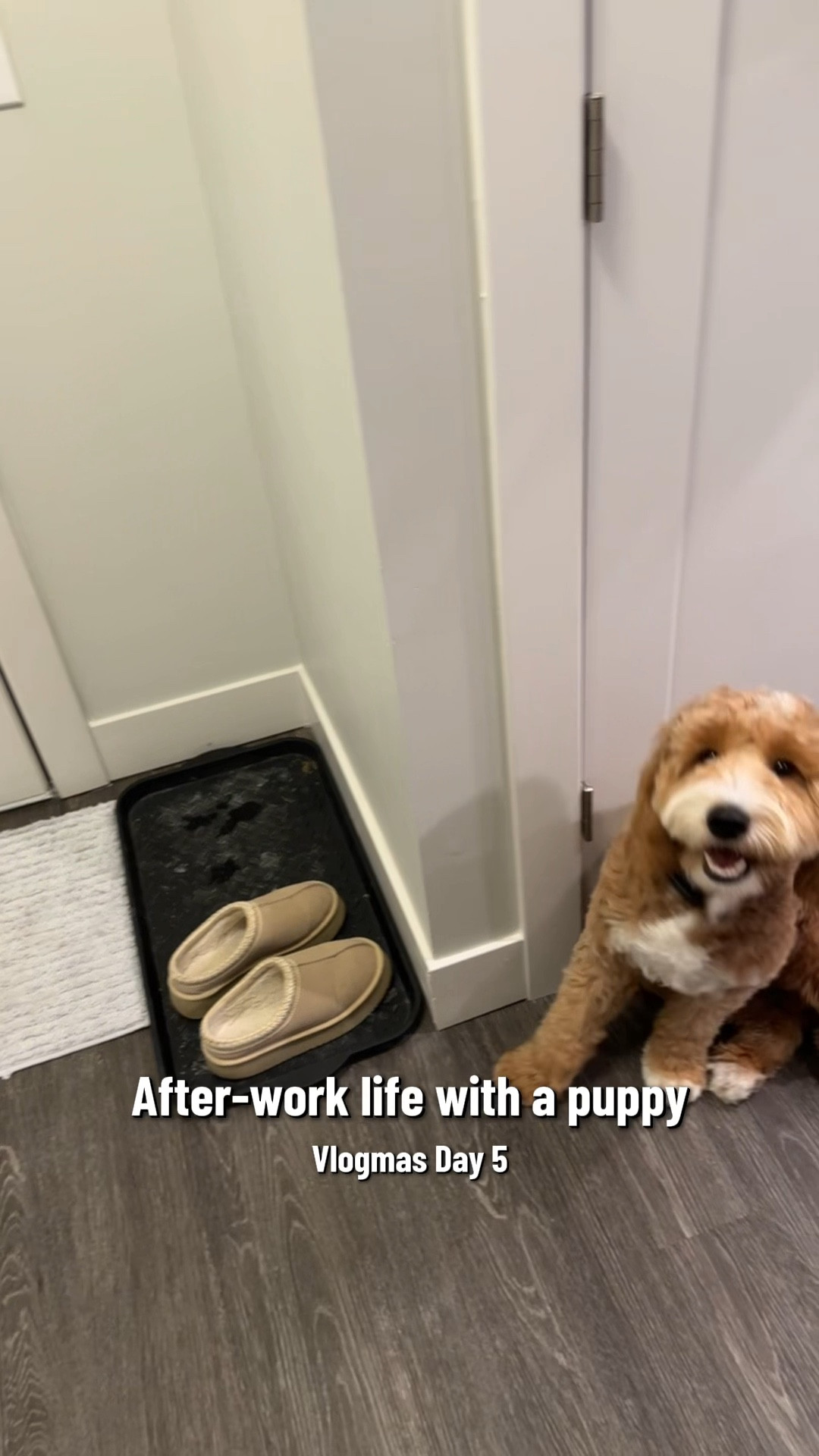 Walks, mailroom run, play date, toys & a little enrichment prep 🐾✨ 
#dogs #goldendoodle #puppylife #eveningvlog #doodlesoftiktok #vlogmas 

#LTKActive #LTKvlog #LTKdayinmylife