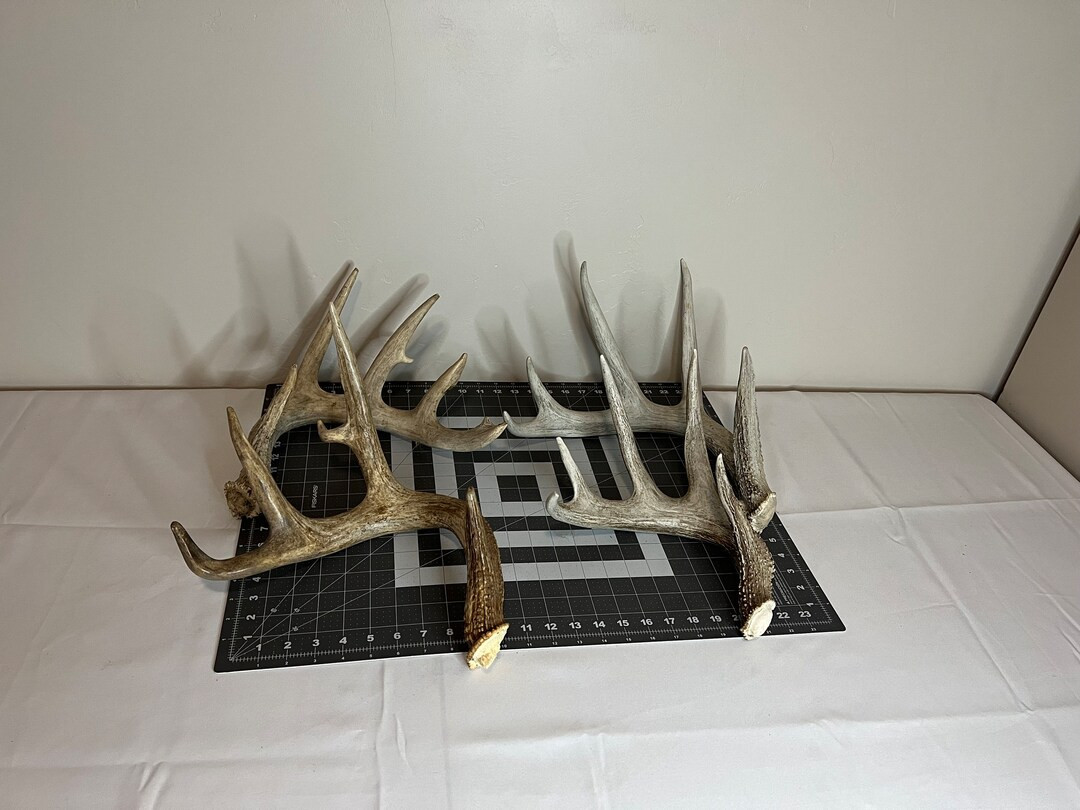 Deer Antler Sheds Singles and 2 Packs. Whitetail Deer Antlers - Etsy | Etsy (US)