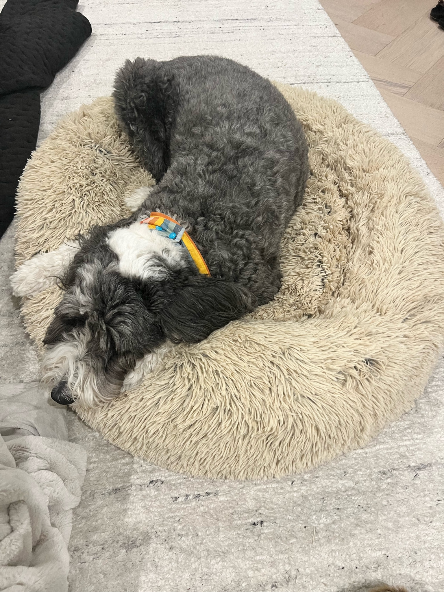 Junies new dog bed from Amazon. It’s supposed to be cooling and calming. She likes it so far!