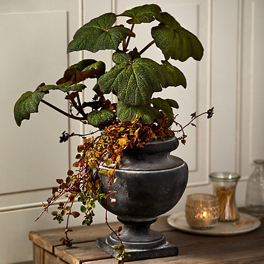 Rounded Cast Iron Urn Planter | Terrain