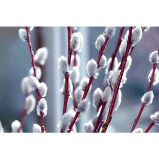 3 ft. American Pussy Willow Tree with Numerous Soft Catkins and Upright Colorful Foliage | The Home Depot