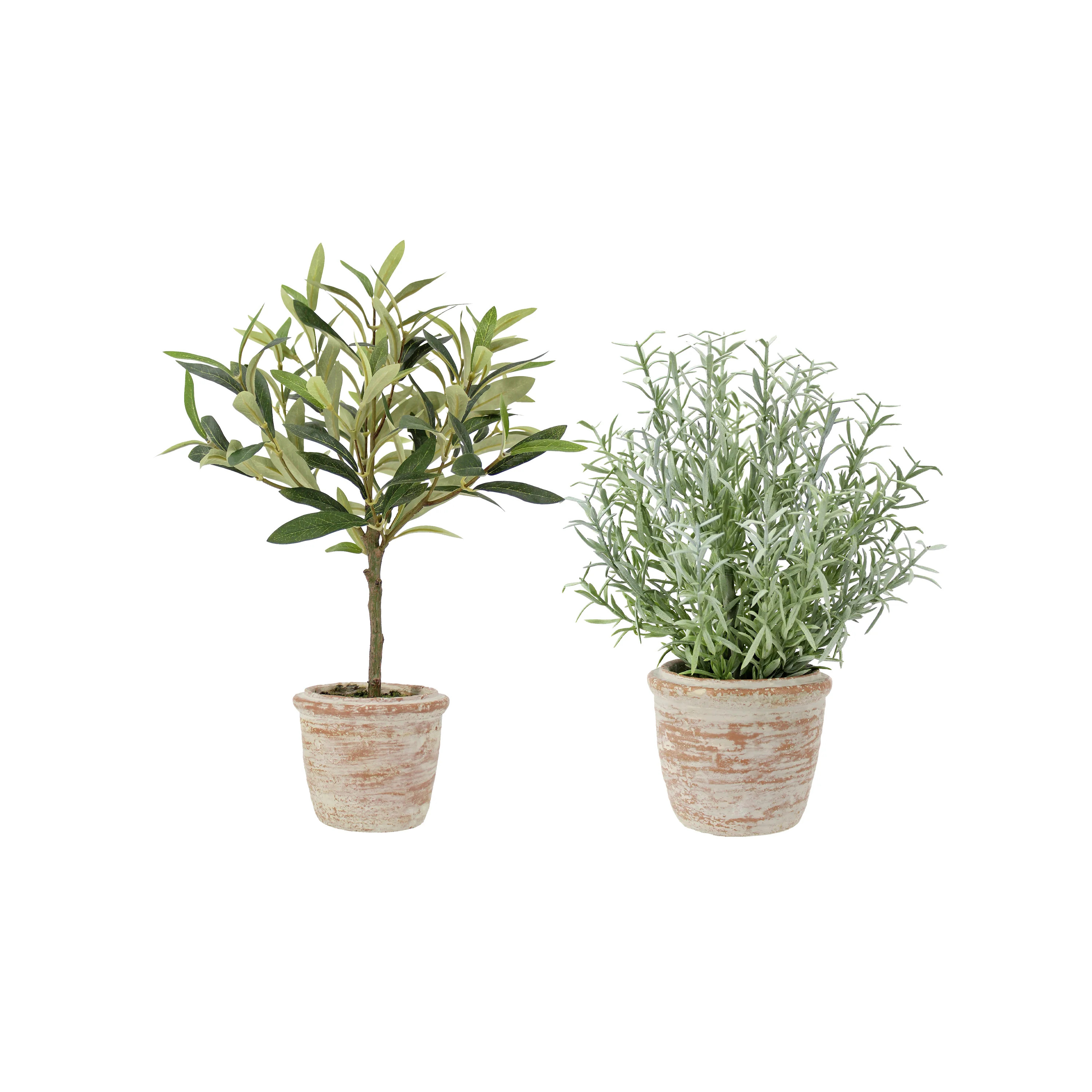 12" Rosemary & 16" Olive Topiary Set | CG Hunter