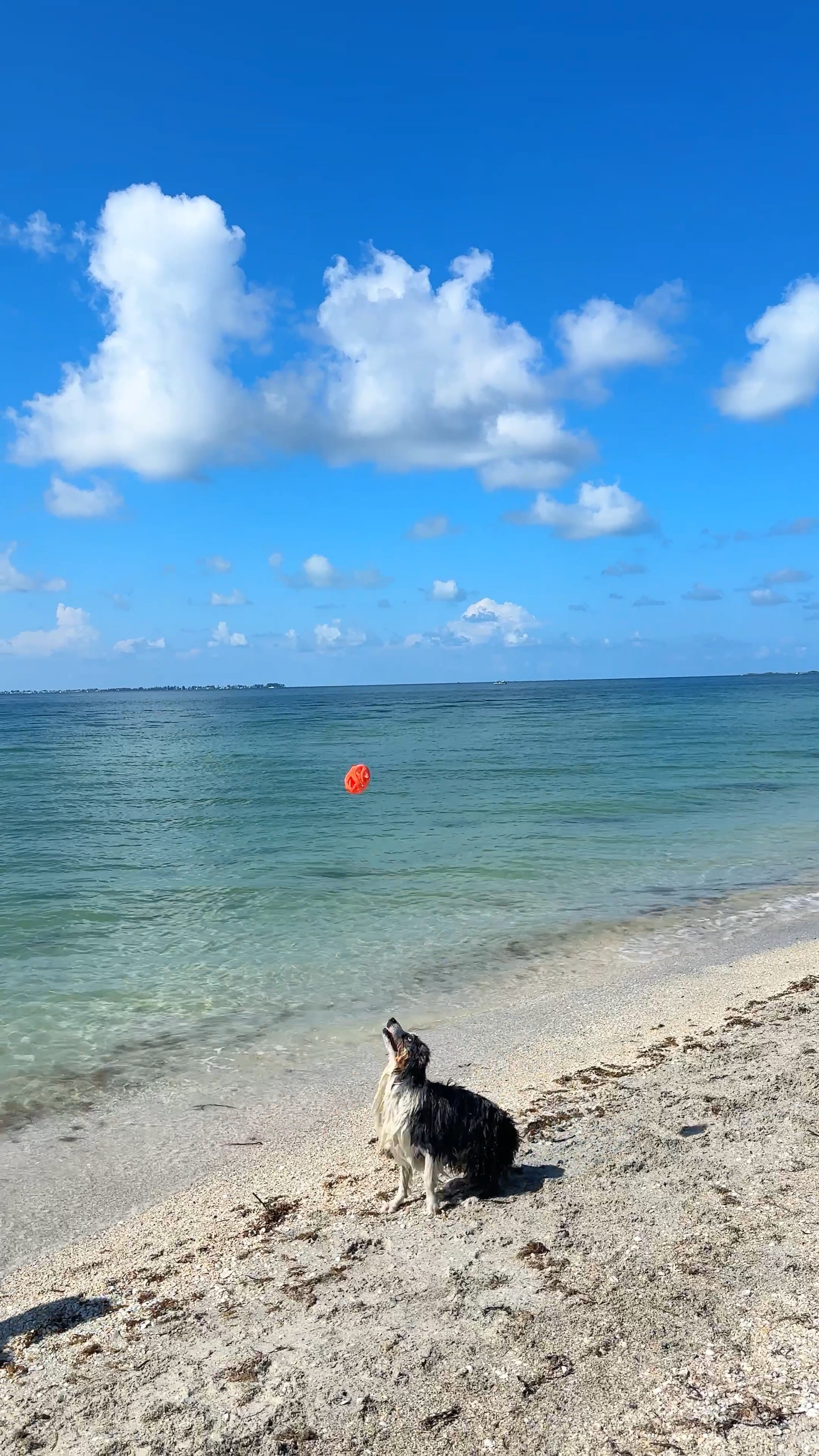 beach day dog essentials packing list ootd puppy ocean day
#dog #beach

#LTKSeasonal #LTKSaleAlert #LTKVideo