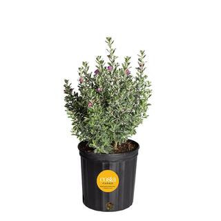 10 in. Outdoor Purple Texas Sage Plant in Grower Pot, Avg. Shipping Height 24 in.to 30 in. Tall | The Home Depot