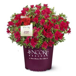 ENCORE AZALEA 1 Gal. Autumn Bonfire Azalea Bush with Reblooming Red Flowers - Low-Maintenance Eve... | The Home Depot