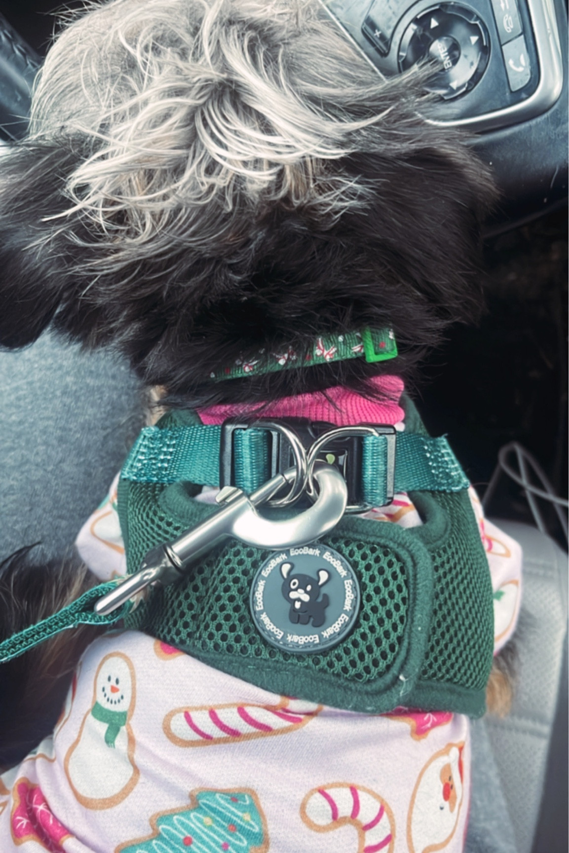 Pacino’s super cute sugar cookie tee and bow collar🎀🎄😭

#LTKSeasonal #LTKfindsunder50 #LTKfamily
