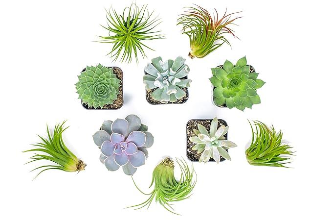Succulent Air Plant Combo Pack | 5 Succulents and 5 Airplants | Real Live Home Decor House Gift |... | Amazon (US)