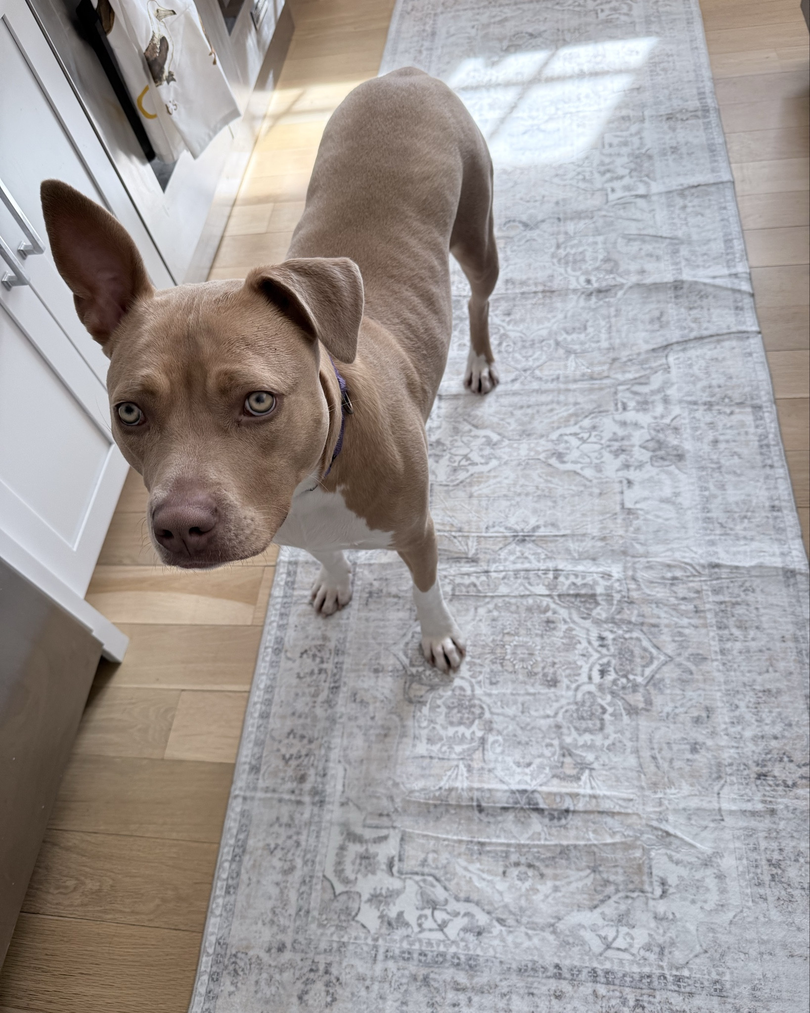 New kitchen runner and it’s under $35!!!





#LTKHome #LTKspring