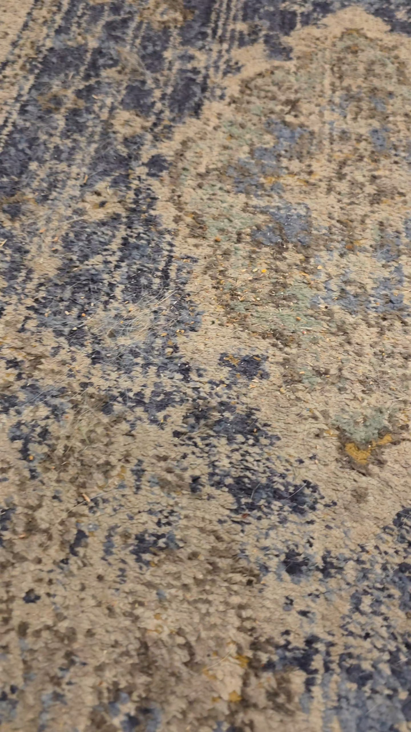 Are you area rugs covered in dog fur too? This carpet rake works so well for getting rid of all that hair, even the embedded stuff. #pets 

 #LTKHome
