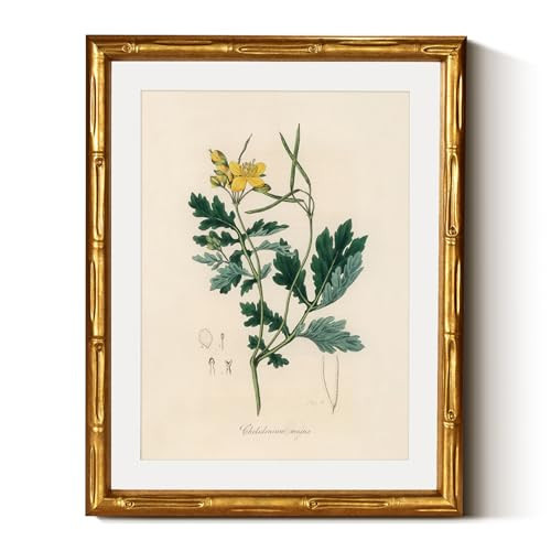 InSimSea Gold Bamboo Framed Canvas Wall Art, Kitchen Herbs Botanical Paintings, Antique Vintage Plant Picture Frame with Mat, Victorian Home Wall Decor for Living Room Bedroom, 11x14inch | Amazon (US)