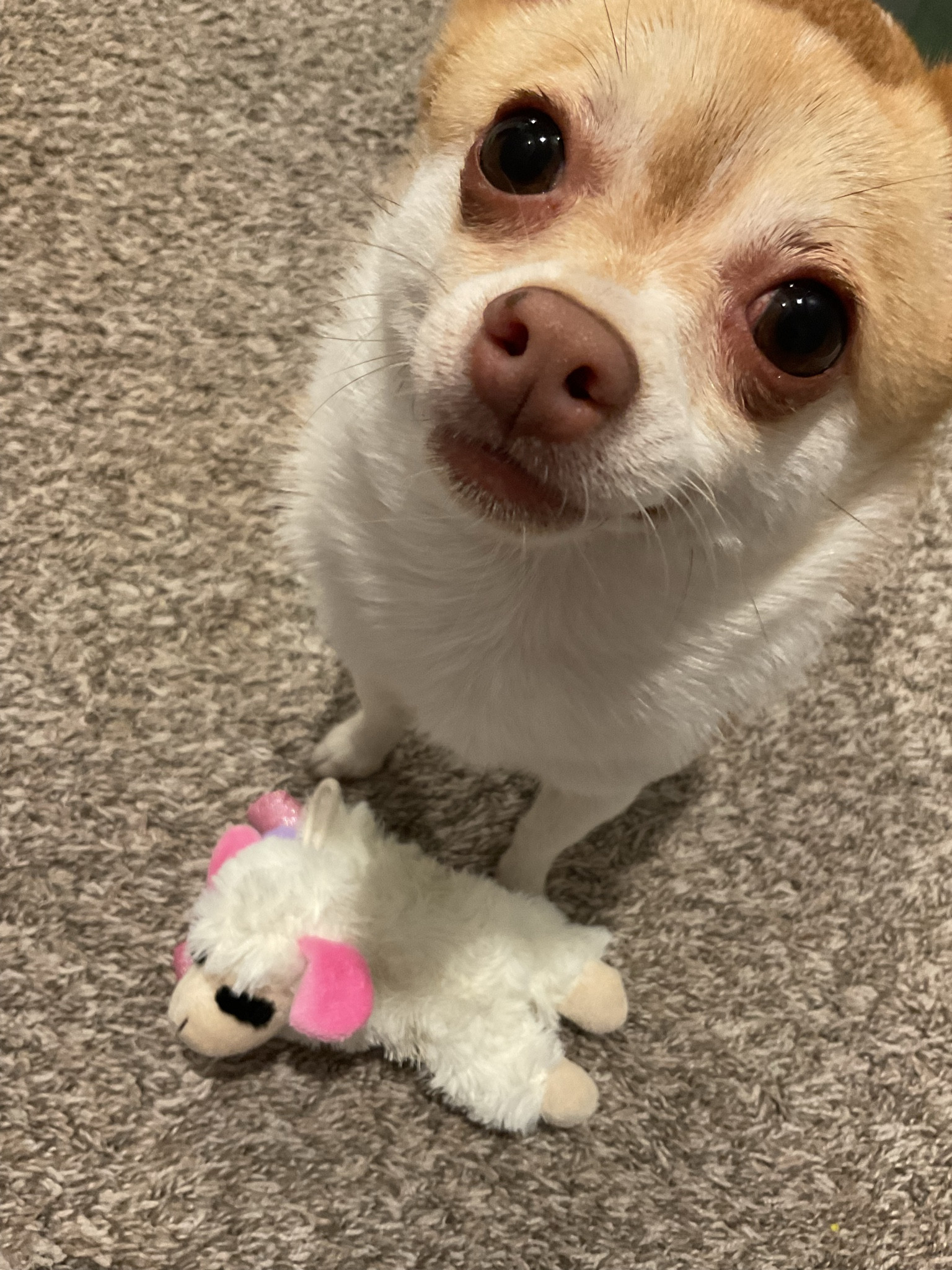 🐑💜🐕